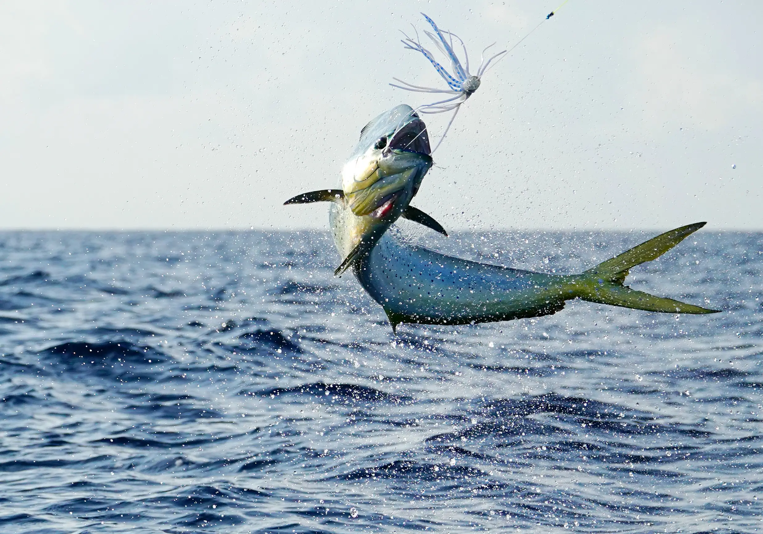 Trolling vs. Bottom Fishing: Which Deep Sea Trip Is Right for You?
