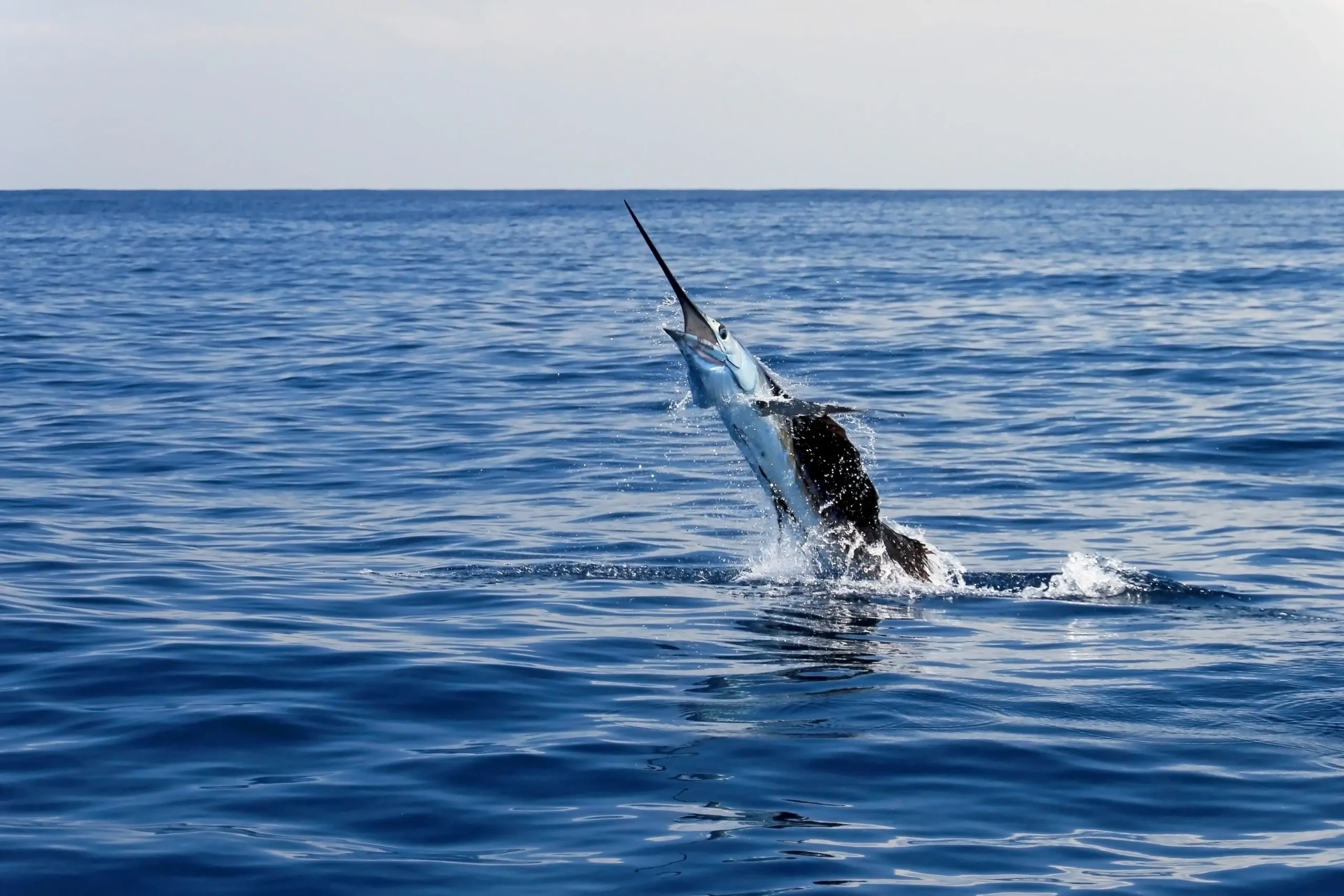 Marlin vs Swordfish: What’s the Difference?